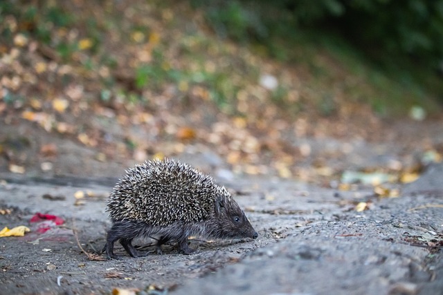 哈里森·巴恩斯成马刺队史最老30+5+5且命中5三分球员
